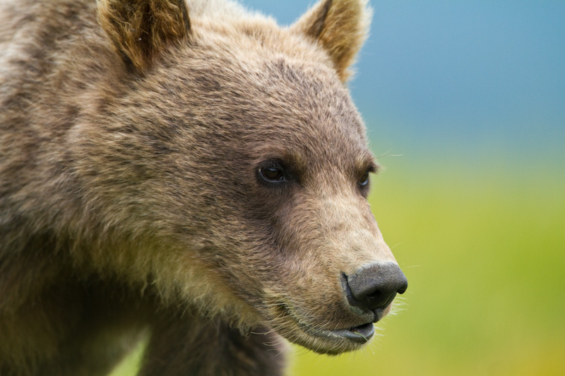 Grizzly Bear Cub